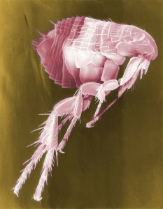plagas de pulgas