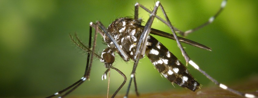 Mosquito Tigre