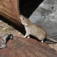 Plagas urbanas - eliminar ratas