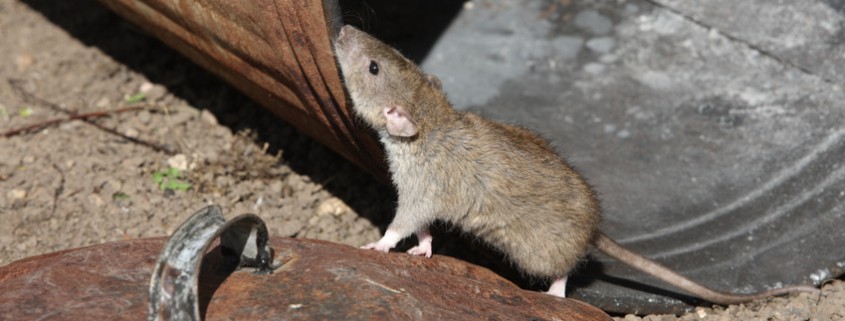 Plagas urbanas - eliminar ratas