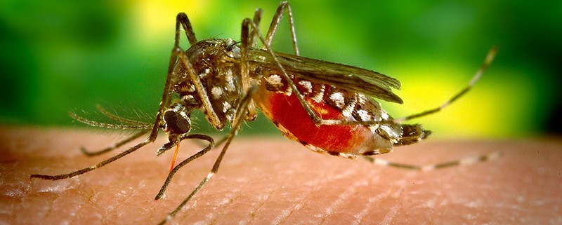 Mosquitos y enfermedades - I+D Control de Plagas