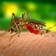 Mosquitos y enfermedades - I+D Control de Plagas