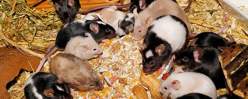 Invierno y ratas - ID Control de Plagas