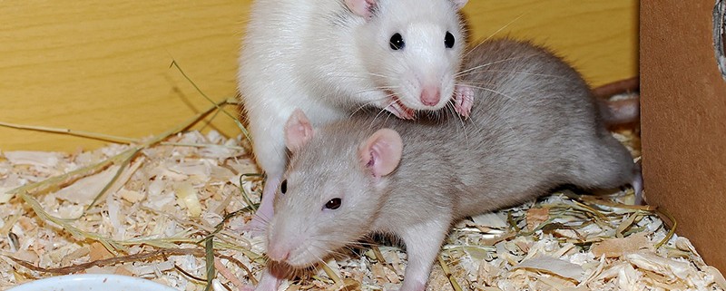 Ratas y roedores - ID Control de Plagas