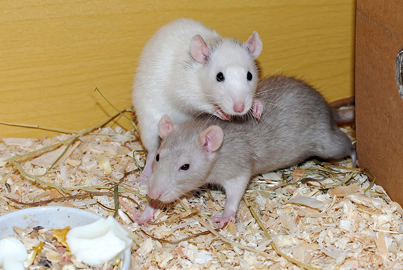 Ratas y roedores - ID Control de Plagas