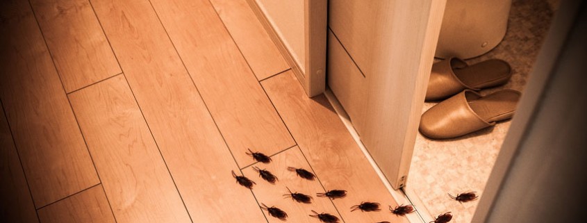 Por qué aparecen cucarachas en casa - Blog I+D Control de Plagas