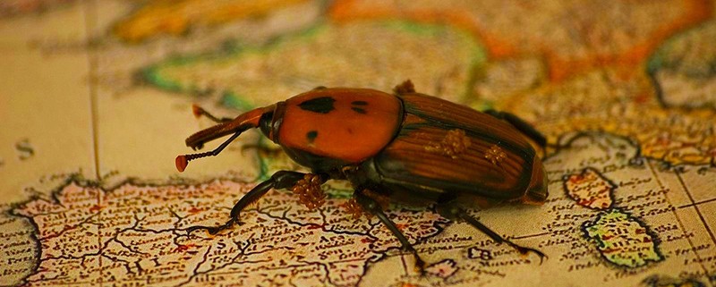 Plagas urbanas en Otoño - I+D Control - picudo rojo