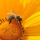 abejas en peligro - Blog I+D Control de Plagas