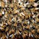 Ataques de abejas - ID Control de Plagas Blog