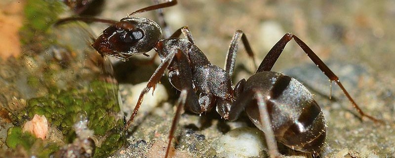 Hormigas Blog I+D Control de Plagas