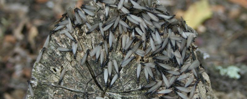 Casa con termitas - ID Control de Plagas