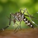 Mosquitos tigre - ID Control Blog