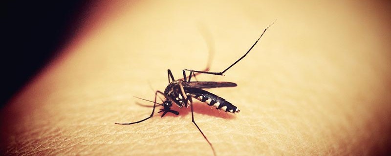 Picaduras de mosquitos - ID Control de Plagas Blog