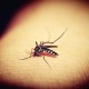 Picaduras de mosquitos - ID Control de Plagas Blog