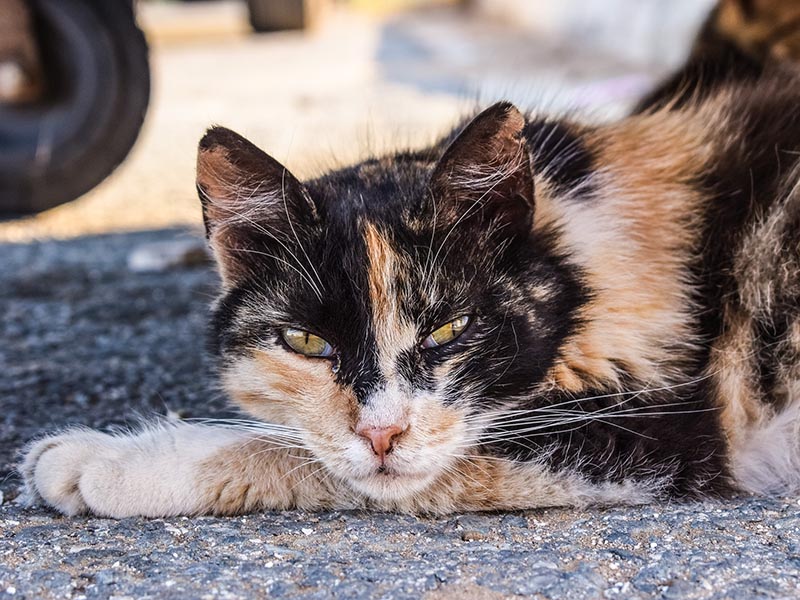 Gatos callejeros - ID Control de Plagas