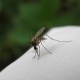 Picaduras de insectos - ID Control de Plagas