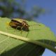 Escarabajos del olmo - ID Control de Plagas