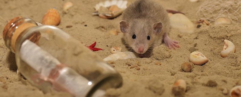 Enfermedades transmitidas por los roedores - ID Control de Plagas