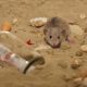 Enfermedades transmitidas por los roedores - ID Control de Plagas
