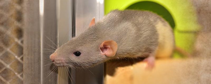Plagas de ratas y ratones - ID Control de Plagas Urbanas