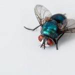 Insectos voladores en industrias alimenticias