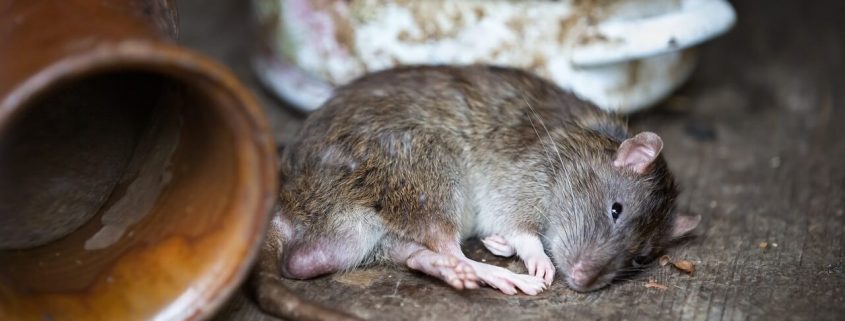 Plagas urbanas en Madrid