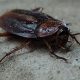 Eliminar plaga de Cucarachas negras en comunidades de vecinos