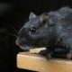 Llega la rata negra a Madrid, un enemigo en la lucha contra las plagas